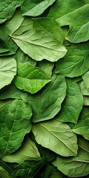Full Frame Close Up Of Dried Collard Green Vegetable Chips With Curled Textures And Organic Details