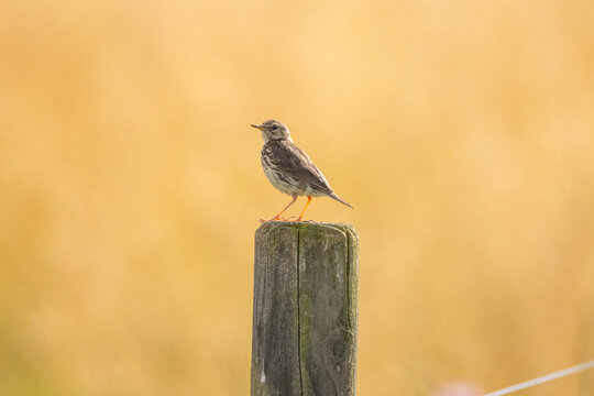 A meadow pipit on a pole