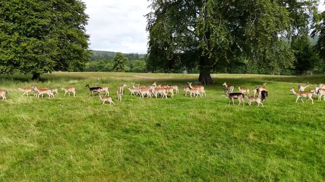 large herd of spotted fallow deer trotting past large trees in green meadow