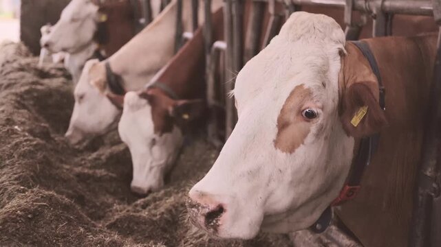 cows ear tags eating hay in barn stall, Herd cattle feeding, animal nutrition, modern dairy indoor farm life, husbandry practices, technology traceability, feeding time, organized management livestock