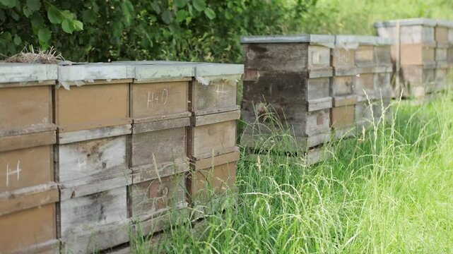 wooden beehives standing in row in green grass meadow, apiary farm outdoors, beekeeping production, Natural organic honey making, sunny summer day, rural landscape, Sustainable agriculture industry