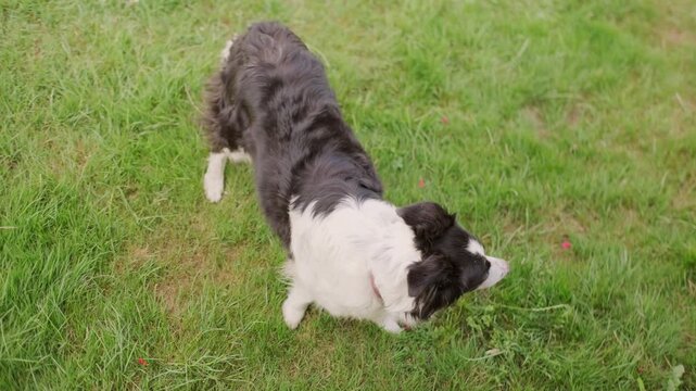 Happy black and white border collie dog on green grass in garden, summer day pet portrait, intelligent nature herding breeds, approachability warmth, and unconditional love that pets bring to families