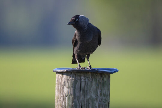 A jackdaw