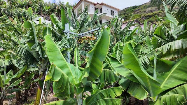 Banana plantation in Lugar de Baixo village on Madeira Island, 4k video