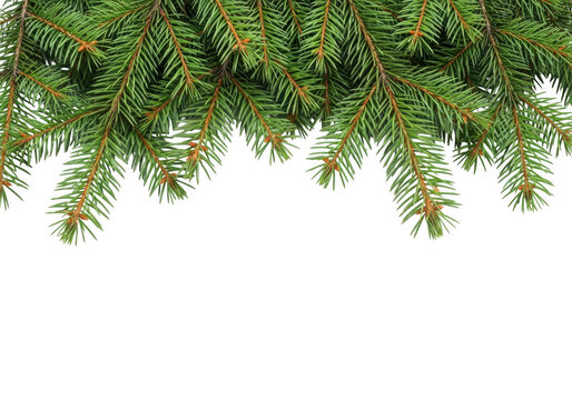 Evergreen fir tree branches isolated on white background