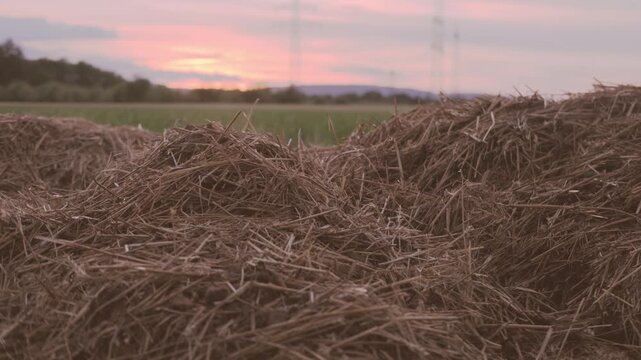 Steam rising from fresh manure pile in green field, organic fertilizer decomposition, agricultural waste management, rural farming landscape at sunset, natural heat from biological activity resources
