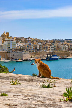 Ginger cat sitting on sunlit stone above turquoise Malta harbor, boats and historic limestone cityscape under clear blue summer sky