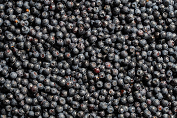 Fresh wild blueberries seamless texture background, closeup. Full frame macro view of large group of ripe organic forest wild blueberries creating natural dark blue berry texture backdrop © OlegD