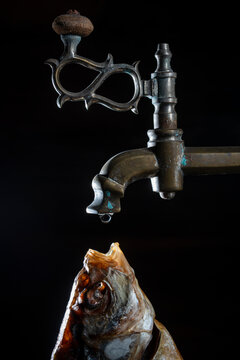 Vintage water tap with dried fish creative concept, closeup. Old brass faucet dripping water drop into the open mouth of dried stockfish on dark black background, surreal art concept