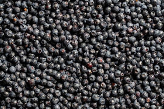 Fresh wild blueberries seamless texture background, closeup. Full frame macro view of large group of ripe organic forest wild blueberries creating natural dark blue berry texture backdrop