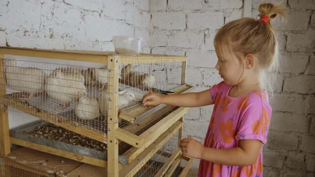 Adorable little girl feeding domestic quails in a wooden cage at a small home farm, representing a rustic childhood, animal care, and the concept of sustainable agriculture and poultry farming.