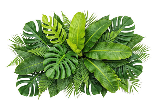 Tropical leaves arrangement isolated on white background