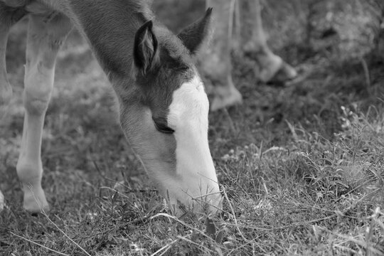Close-up of a colt foal horse grazing in a pasture in black and white