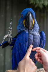 blue and yellow macaw says hi © Dmytro