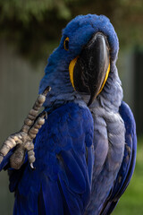 blue and yellow macaw says hi © Dmytro