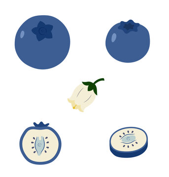 A collection of hand drawn blueberry illustrations sliced and full and flower