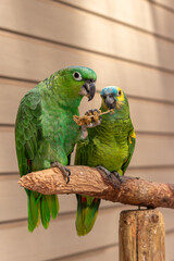 Obraz premium green parrots couple