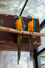 blue and yellow macaw © Dmytro