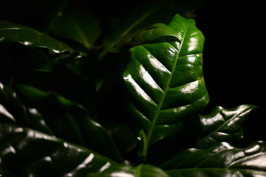 green leaf in a dark