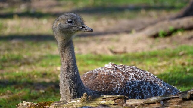Darwin's rhea, Rhea pennata, also known as the lesser rhea.