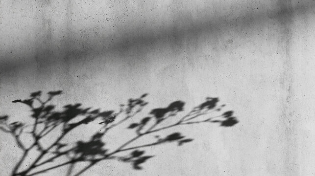 Shadow of Delicate Plant on Textured Concrete Wall