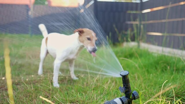 Dog drinks and plays with water spraying from garden sprinkler on the lawn