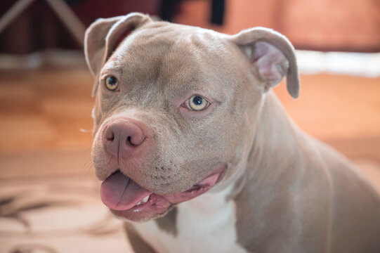 Closeup portrait of an American Bully dog with light brown eyes, short light brown and white fur, and a pink nose indoors