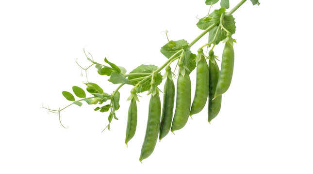 A branch of green pea pods on transparent background