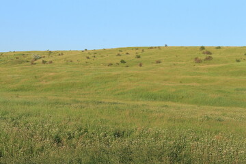 Fototapeta premium A grassy field with trees in the background with Konza Prairie Natural Area in the background