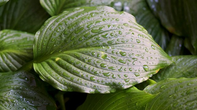 Wet hosta leaf covered with raindrops in a shaded garden