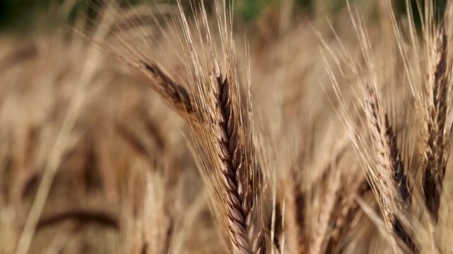 Close-up of golden ripe triticale ears in a sunny agricultural field
