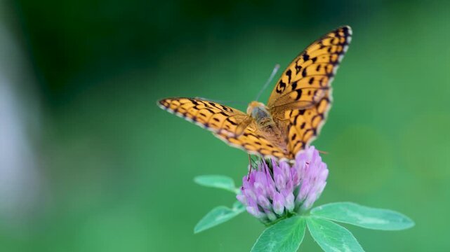 Argynnis adippe - High Brown Fritillary butterfly resting on purple clover flower