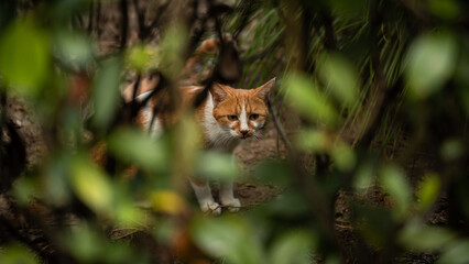 A stray mother cat standing in the bushes © Taka