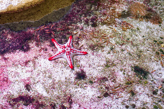 L'&eacute;toile de mer &agrave; cornes (Protoreaster nodosus) est un &eacute;chinoderme tropical reconnaissable &agrave; ses protub&eacute;rances sombres coniques, vivant sur les fonds sableux du bassin Indo-Pacifique.