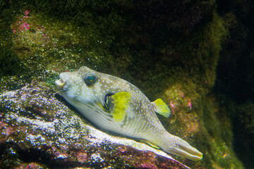 L'Arothron hispidus (poisson-ballon maculé) est un poisson tropical de l'Indo-Pacifique, couvert de petites épines, reconnaissable à ses taches blanches et sa capacité à se gonfler d'eau. © bru greg