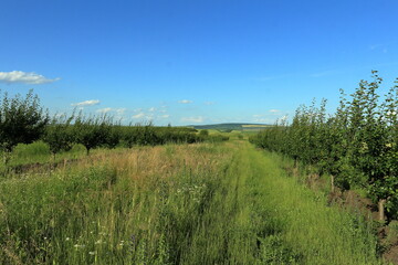 Obraz premium A grassy field with trees and blue sky
