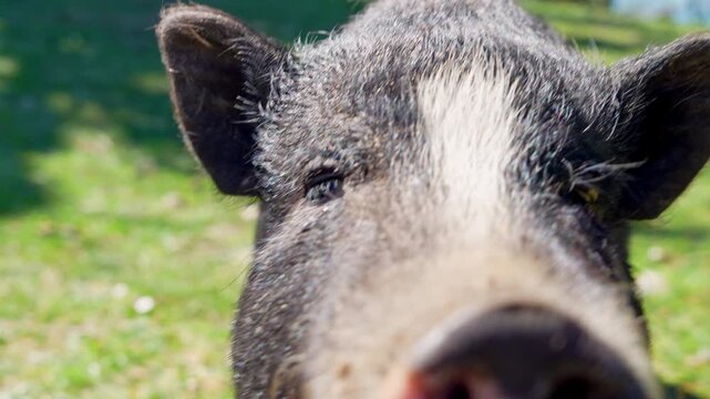A black and white pot bellied pig walks across green grass and leans in with a wet pink snout on a bright hillside overlooking the sea, a charming close encounter with a friendly farm animal.