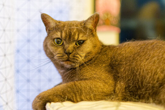 Le British Shorthair est un chat robuste aux rondeurs caract&eacute;ristiques, c&eacute;l&egrave;bre pour son pelage dense, ses grand yeux expressifs et son temp&eacute;rament calme, affectueux et &eacute;quilibr&eacute;.