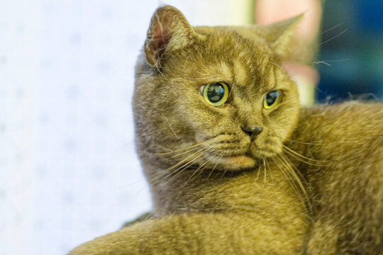 Le British Shorthair est un chat robuste aux rondeurs caract&eacute;ristiques, c&eacute;l&egrave;bre pour son pelage dense, ses grand yeux expressifs et son temp&eacute;rament calme, affectueux et &eacute;quilibr&eacute;.