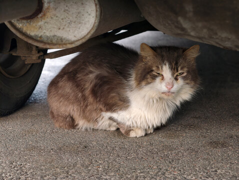 Sick-looking cat with diseased and half-closed eyes resting under a car by the exhaust pipe, highlighting the suffering and harsh reality of stray life