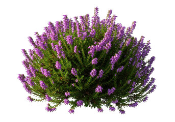Fototapeta premium Blooming purple heather plant isolated on white background