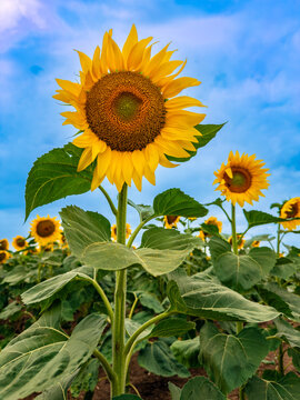 Sunflowers bloom in the field. A sunflower stands tall in a field filled with sunflowers during daytime, with a blue sky above.