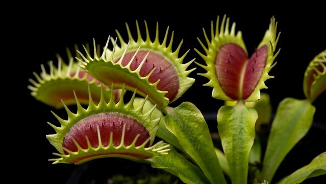 Carnivorous venus flytrap plant with open traps and vivid green leaves on black background