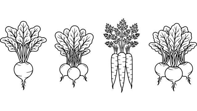 Black and white line drawing of fresh garden vegetables including beets and carrots with green tops