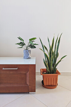 Natural snake plant in terracotta pot beside artificial decorative plant on wooden cabinet, clean neutral wall and minimalist indoor interior