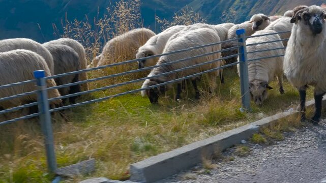 Flock of sheep meandering along a picturesque mountain road. The serene landscape features lush grass, rolling hills, and a clear blue sky, embodying rural tranquility