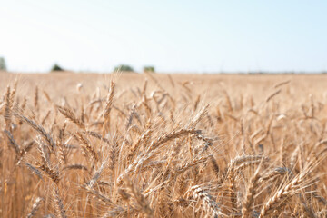 Fototapeta premium Golden wheat ears growing in field, closeup