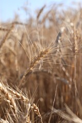 Fototapeta premium Golden wheat spikes growing in field on sunny day, closeup