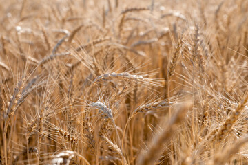 Fototapeta premium Golden wheat ears growing in field, closeup