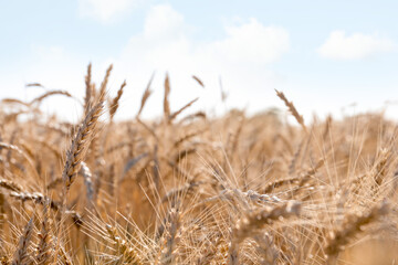 Fototapeta premium Golden wheat spikes growing in field, closeup
